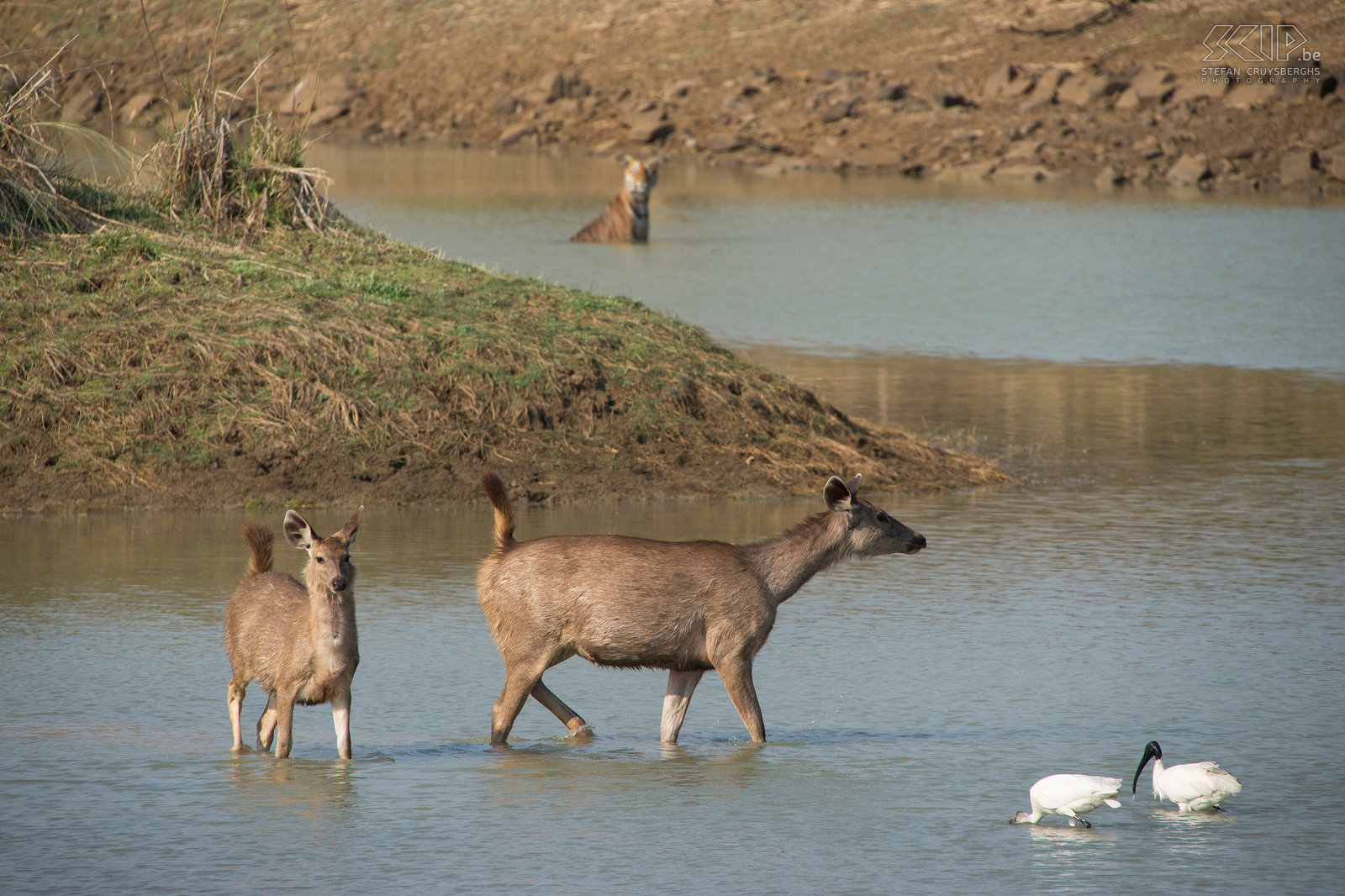 Tadoba - Sambar deers and tigress After about 20 minutes two deer came back into the water while they were fully aware that the tigress was still cooling down in the waterhole. The deers made alarm calls and were even challenging the tigress. Stefan Cruysberghs